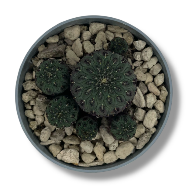 rebuciya rausha e1770103199564