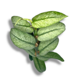 rhaphidophora honkongensis variegata