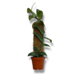 rhaphidophora honkongensis variegata e1771230425571