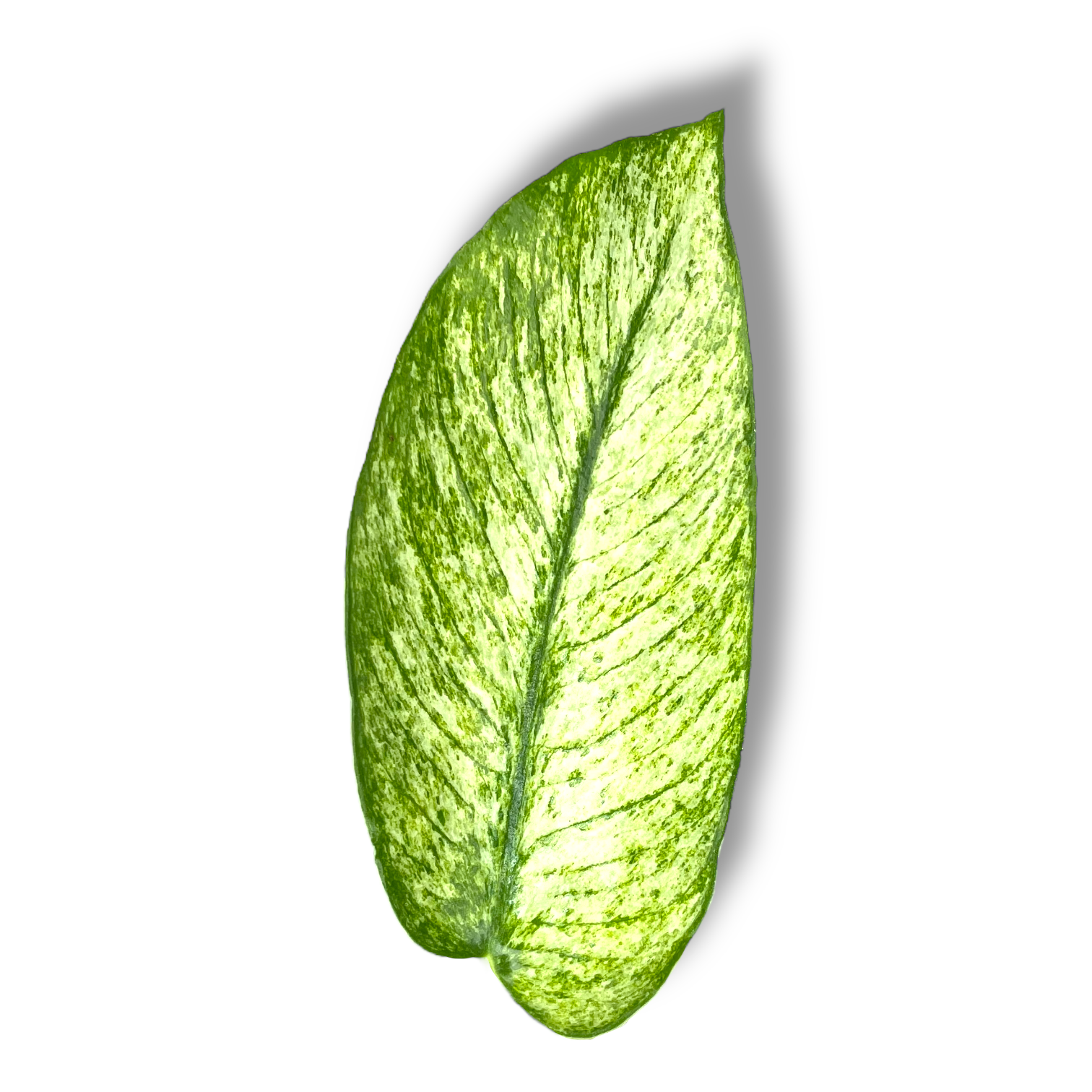 rhaphidophora honkongensis variegata.