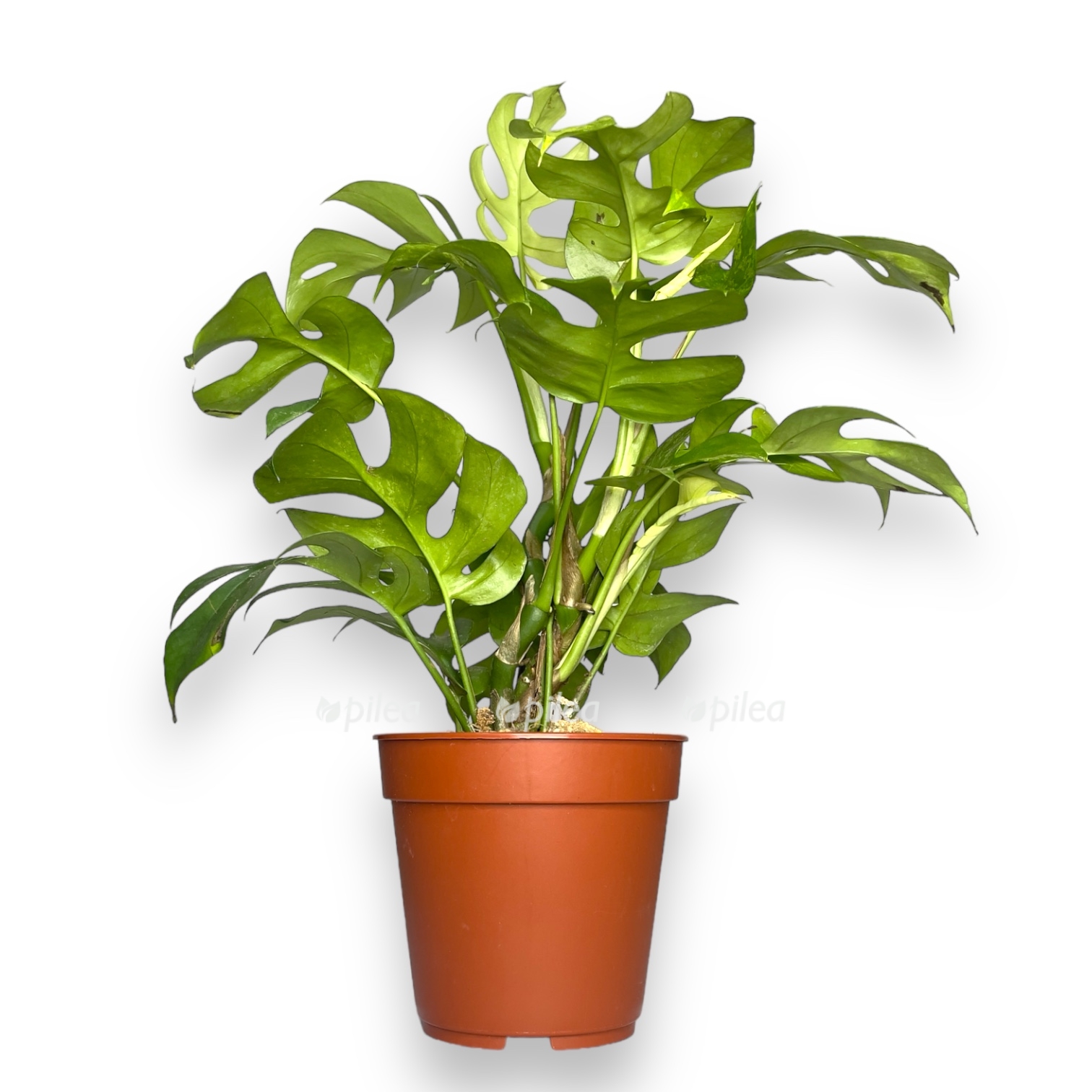 rhaphidophora marmer