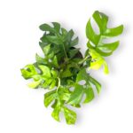 rhaphidophora marmer 1 1