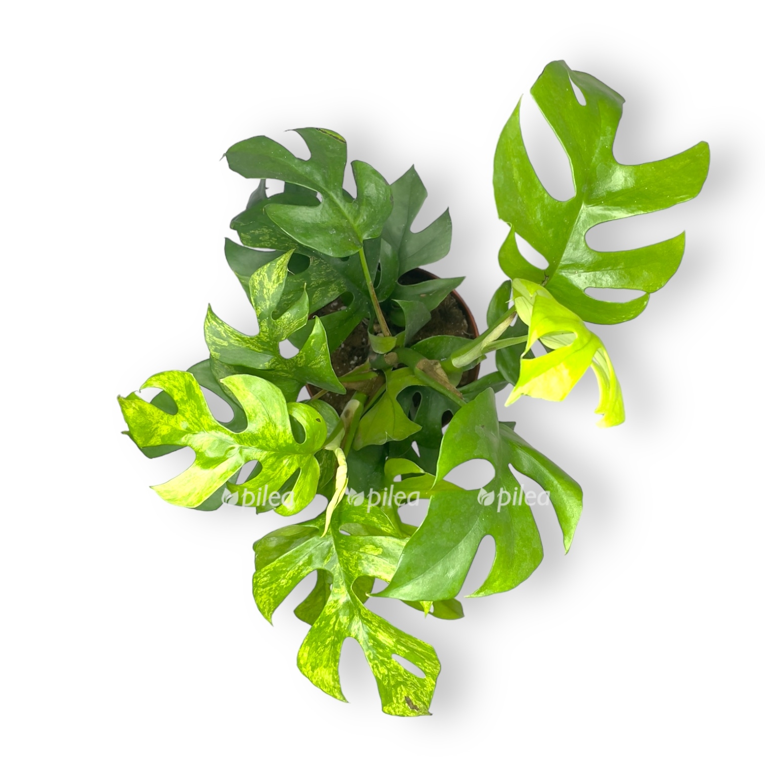 rhaphidophora marmer 1 1