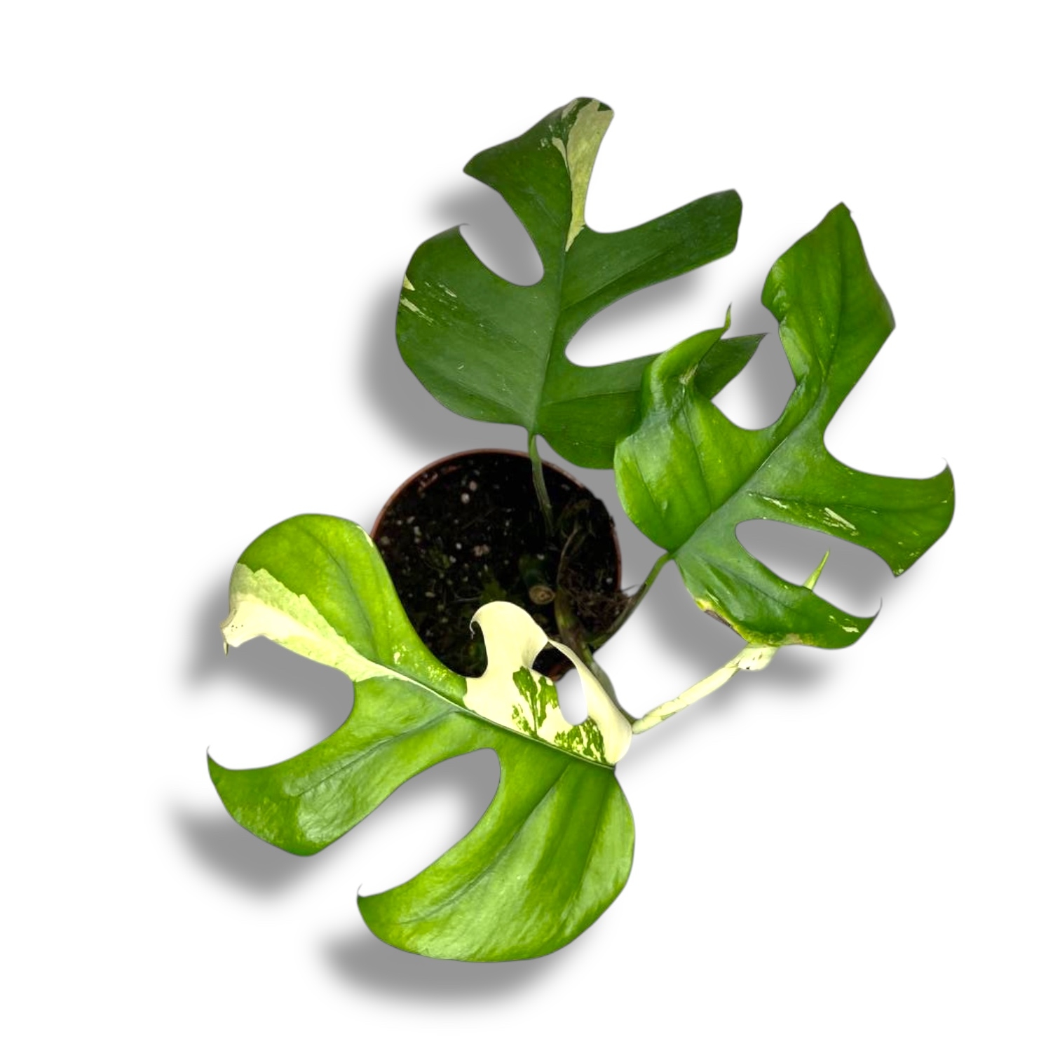 rhaphidophora tetrasperma variegata