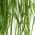 rhipsalis bolivianum 2