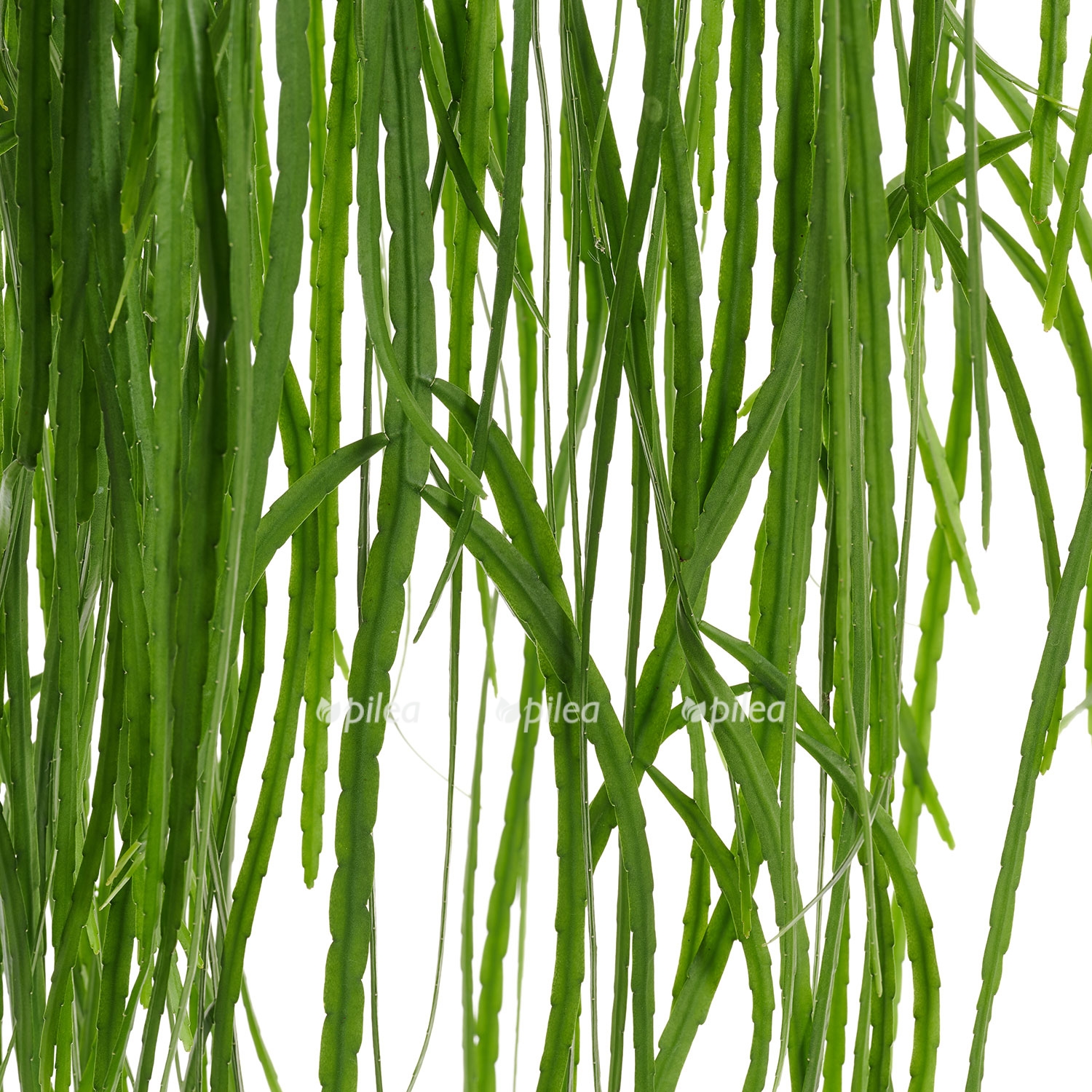 rhipsalis bolivianum 2