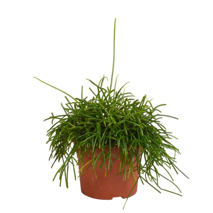 rhipsalis capilliformis 10.5