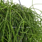 rhipsalis heteroclada