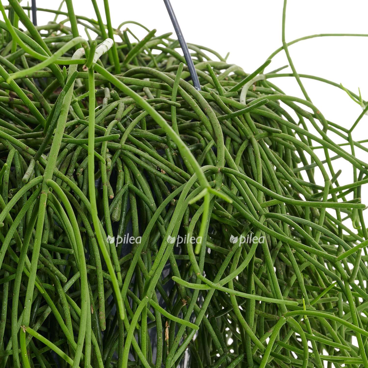 rhipsalis heteroclada