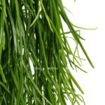 rhipsalis kirbergi 2