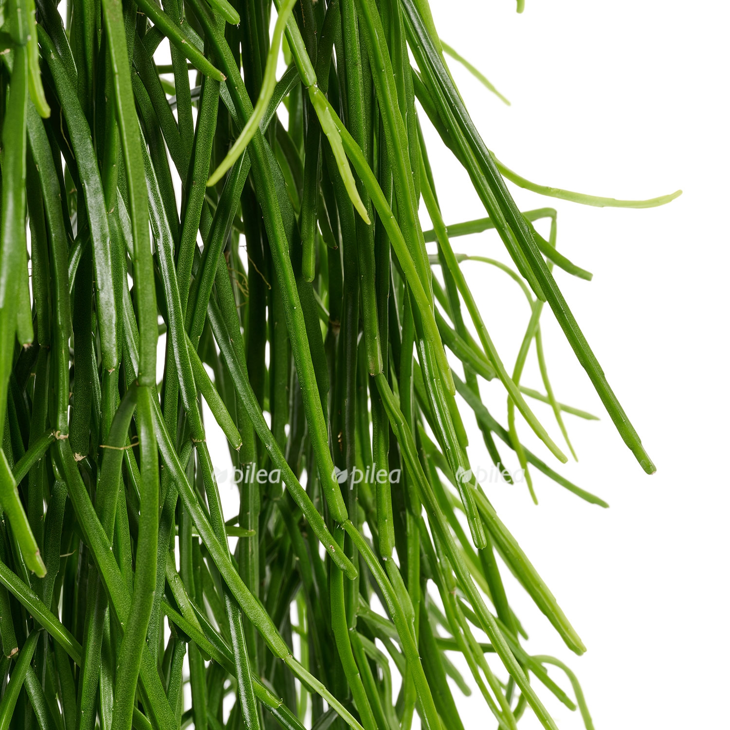 rhipsalis kirbergi 2