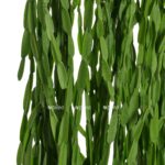 rhipsalis paradoxa 2