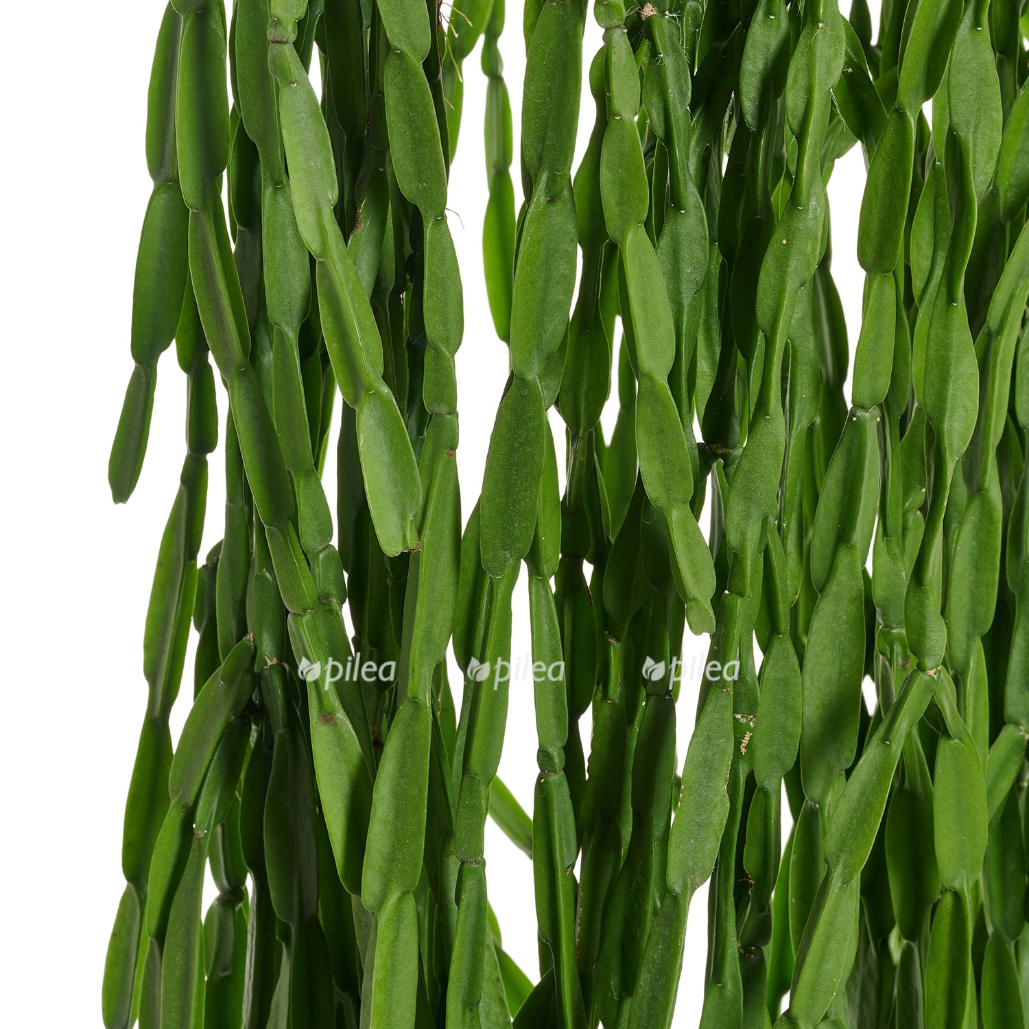 rhipsalis paradoxa 2