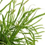 rhipsalis ramaloris