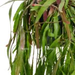 rhipsalis ramulosa red coral 2