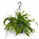 rhipsalis red coral 2