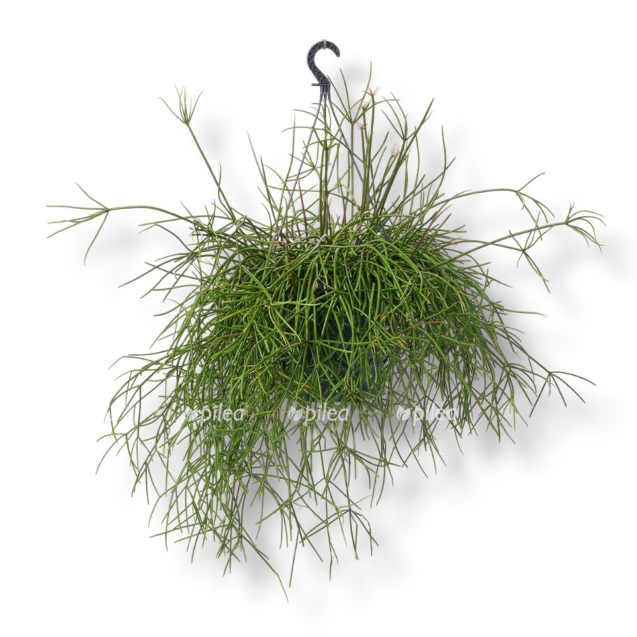 ripsalis bacifera e1770477720114