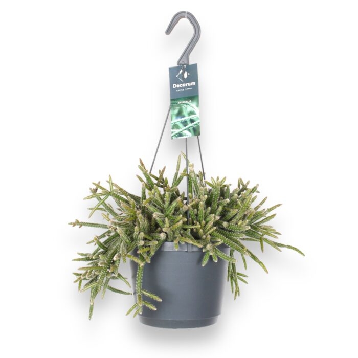 ripsalis bacifera horrida e1719817488554