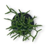 ripsalis cereuskula