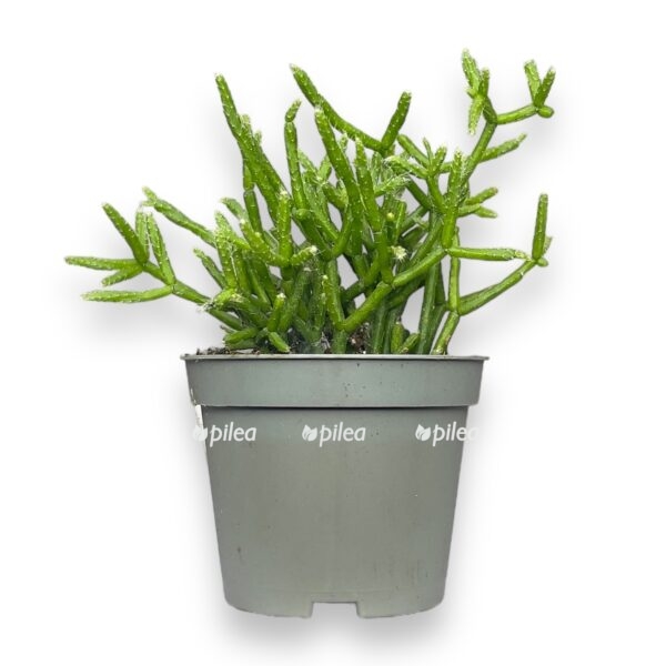 ripsalis cereuskula e1724819845356