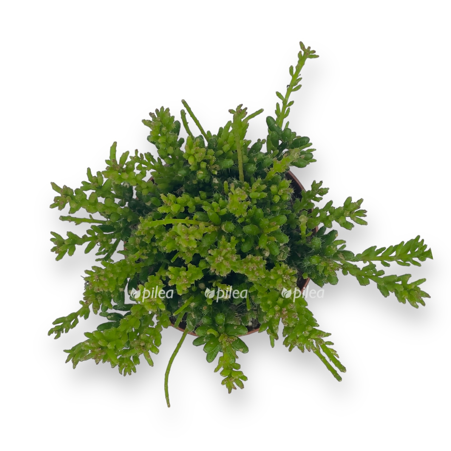 ripsalis mezembriantes