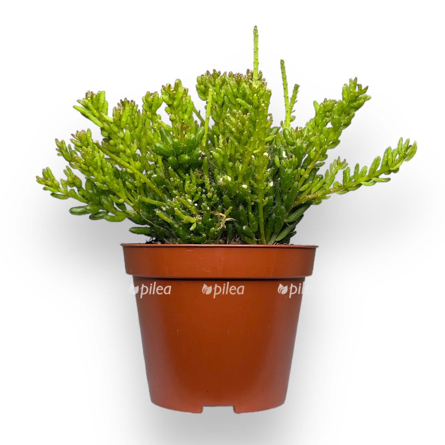 ripsalis mezembriantes