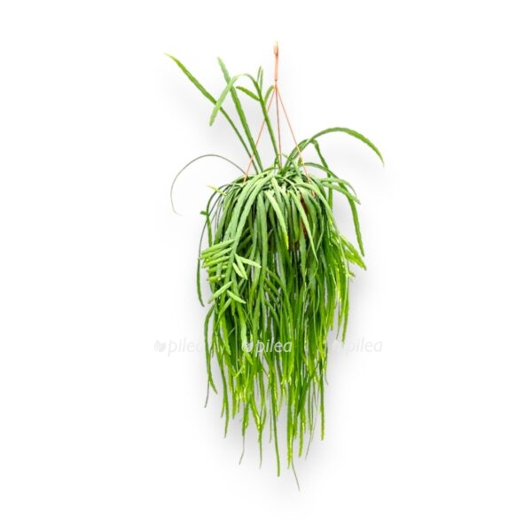 ripsalis monakanta e1726980462107