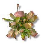 ripsalis red koral