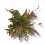 ripsalis red koral 1 1
