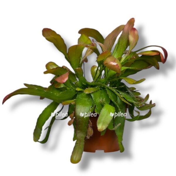 ripsalis red koral 2 e1757648817674