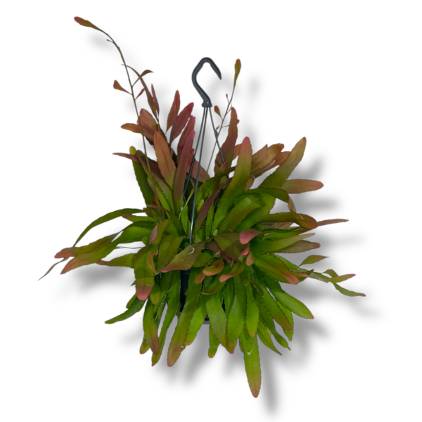 ripsalis red koral e1757648834711