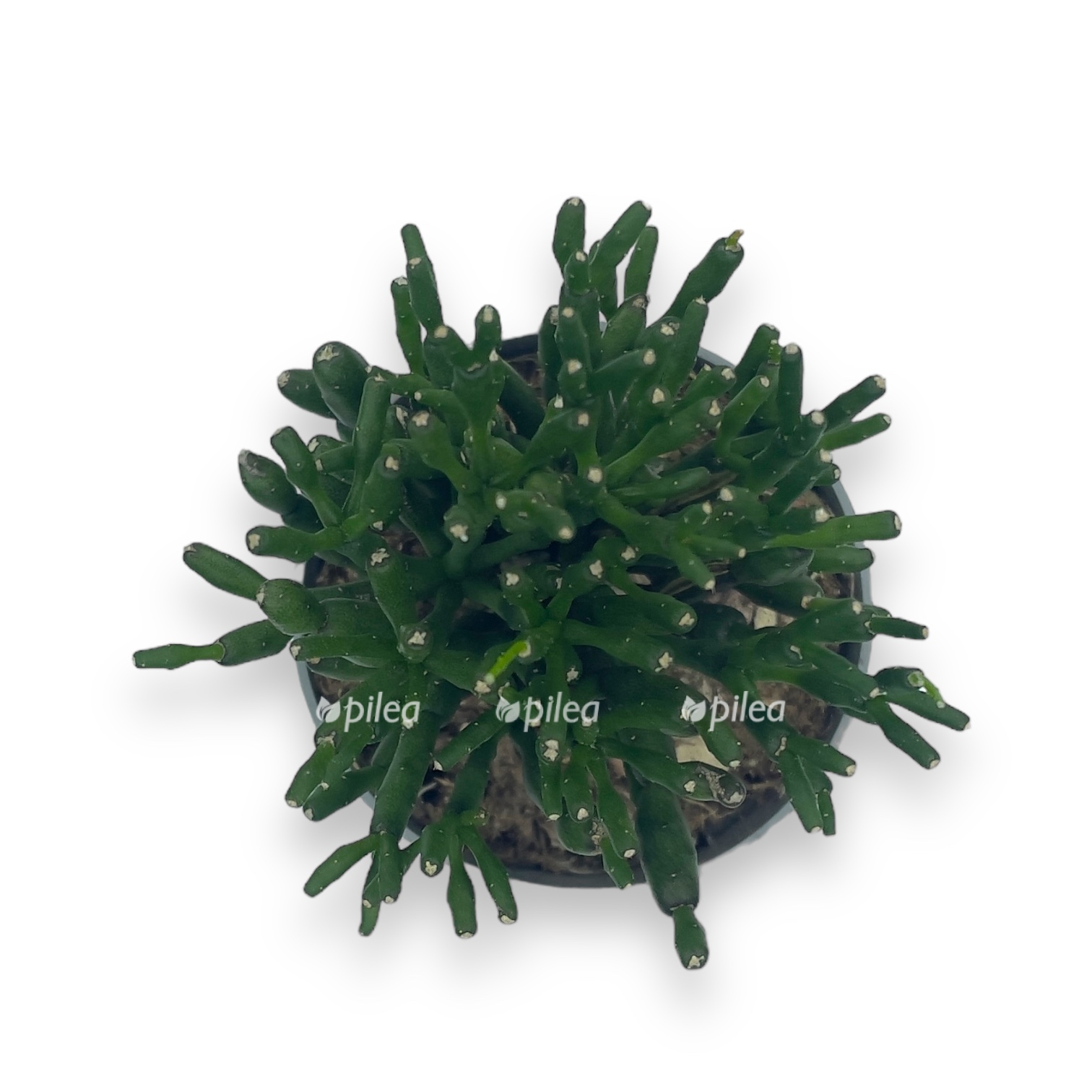 ripsalis salikonioides