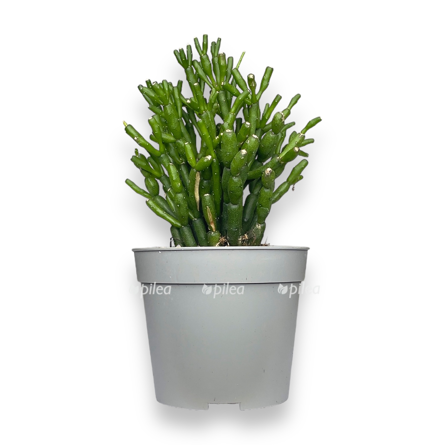 ripsalis salikonioides