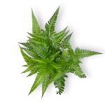 rumora variegata