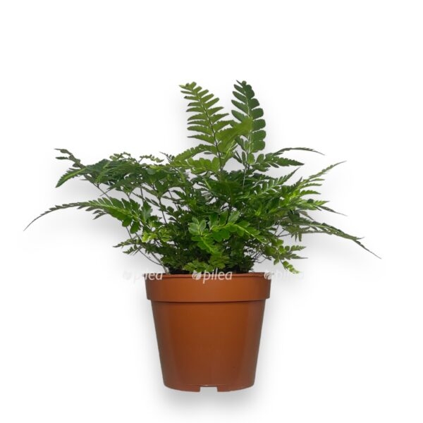 rumora variegata 2 e1723738182940