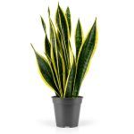 sansevieria black gold