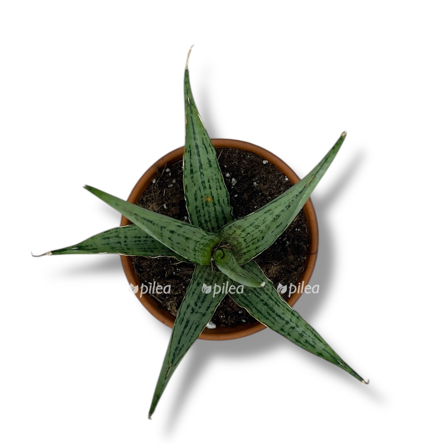 sansevieria cinta
