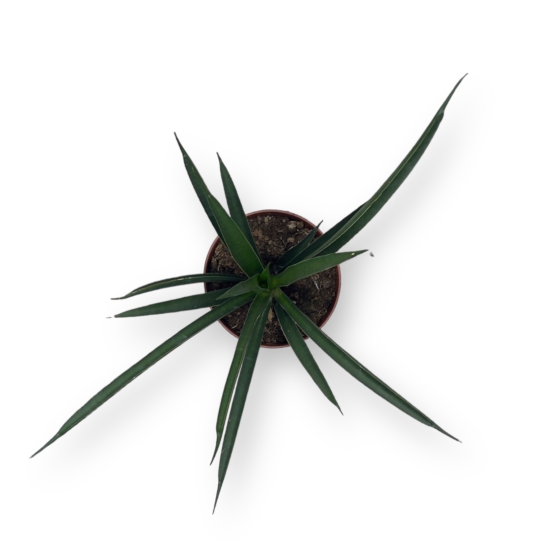 sansevieria comet amazon green