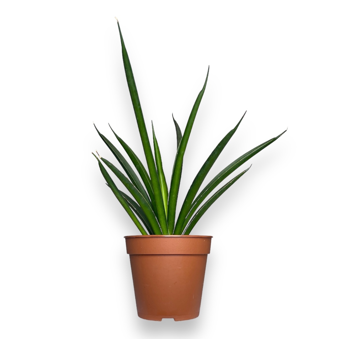 sansevieria comet amazon green