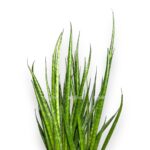 sansevieria comet kichaka