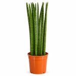 sansevieria cylindrica straight 1