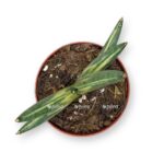 sansevieria dwarf variegated