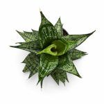 Сансевиерия Эрландель Краун купить