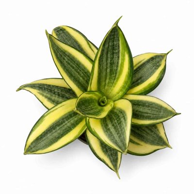 Сансевиерия Голден Ханни купить