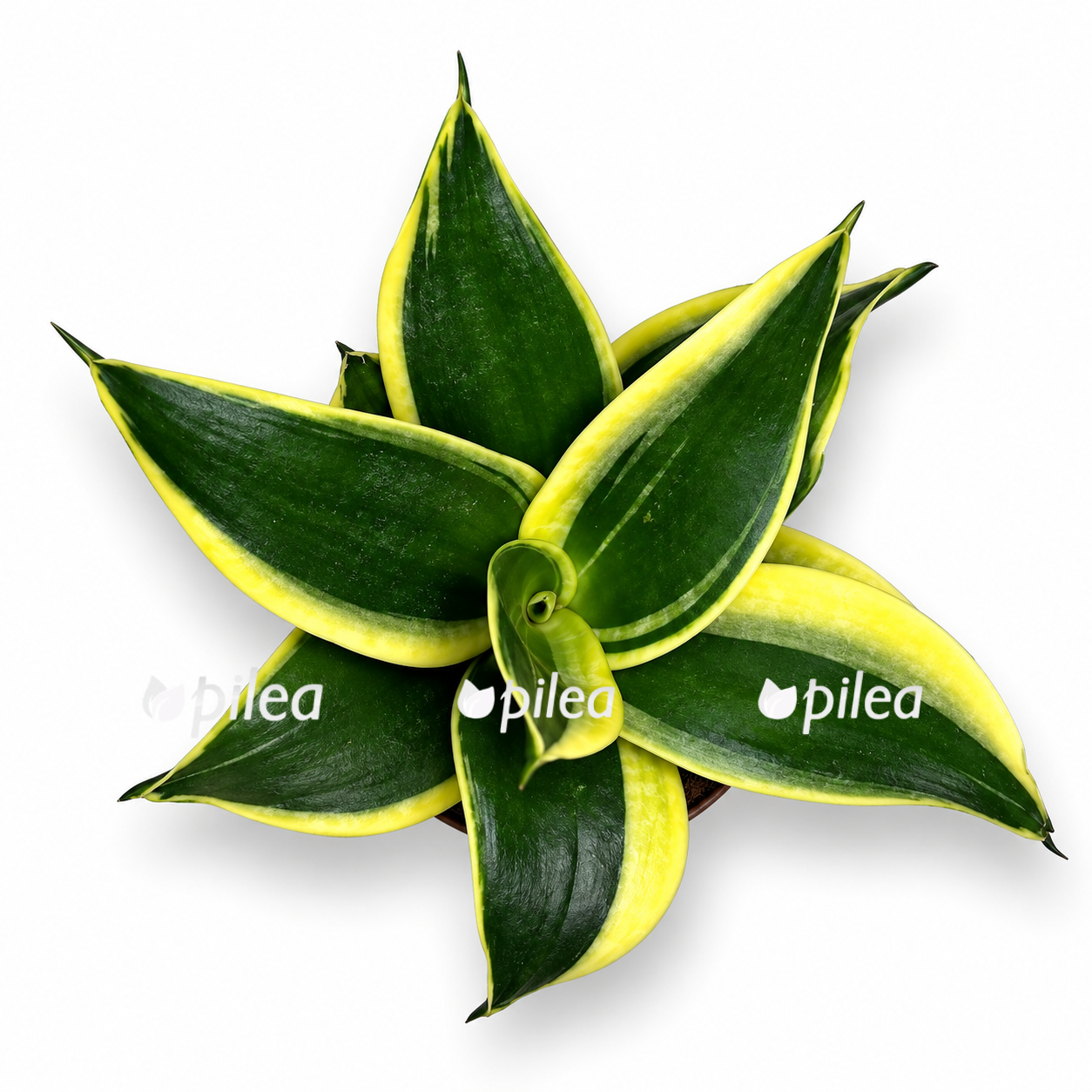 sansevieria hahnii black star