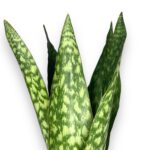 sansevieria jamaiquina queen