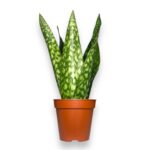 sansevieria jamaiquina queen 1 1