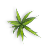 sansevieria pantera 1 e1728568730890