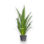 sansevieria pantera e1728568716533