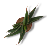 sansevieria pinguicula